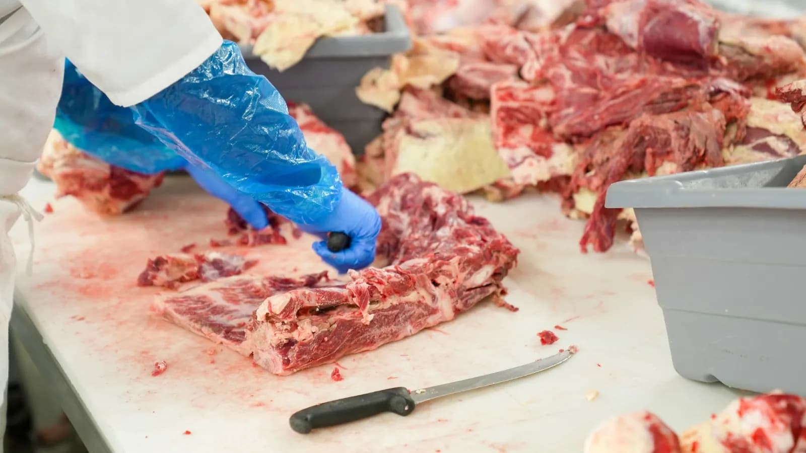 carne vânat