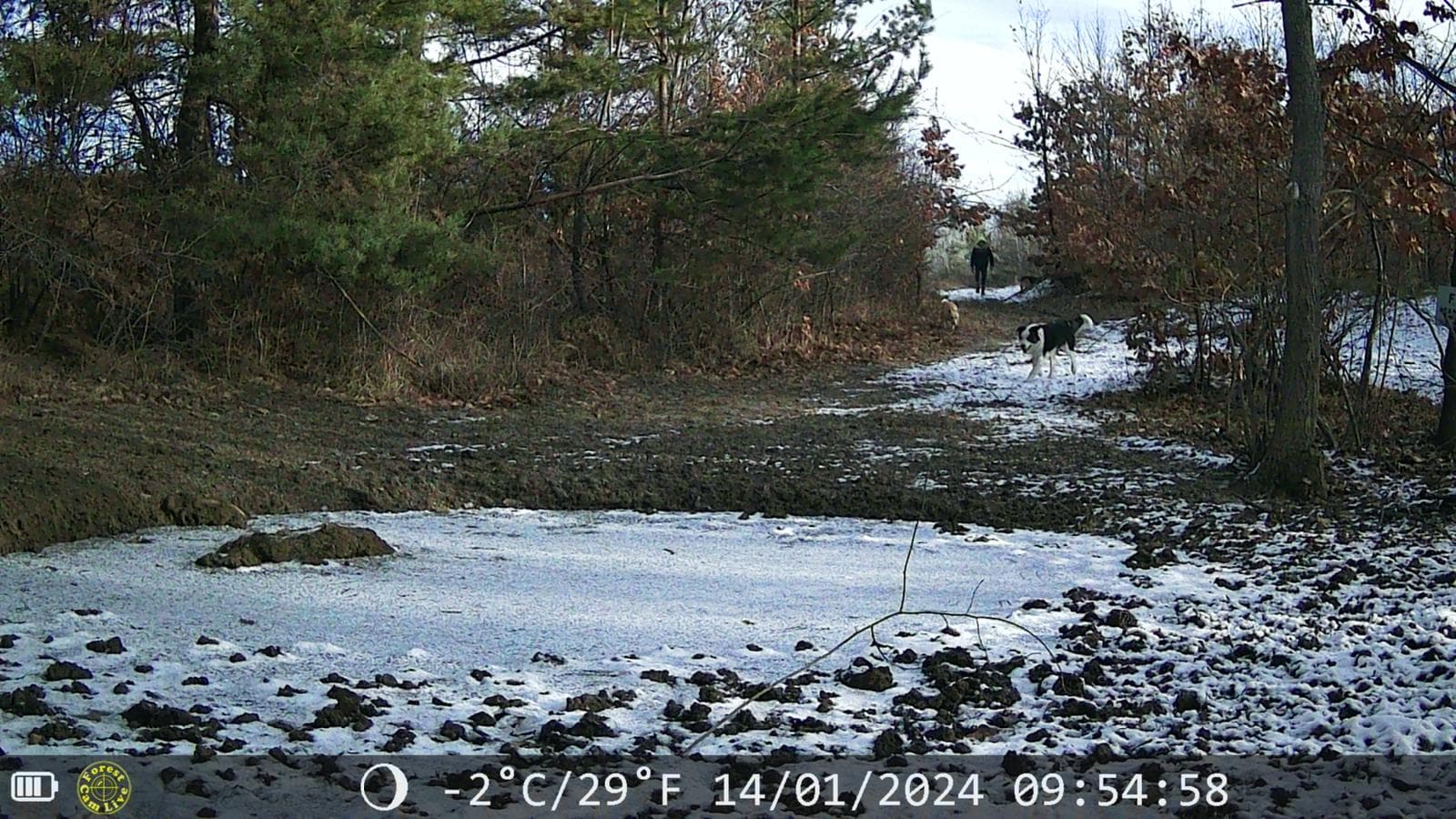 ForestCamLive F5 Tiny — 2