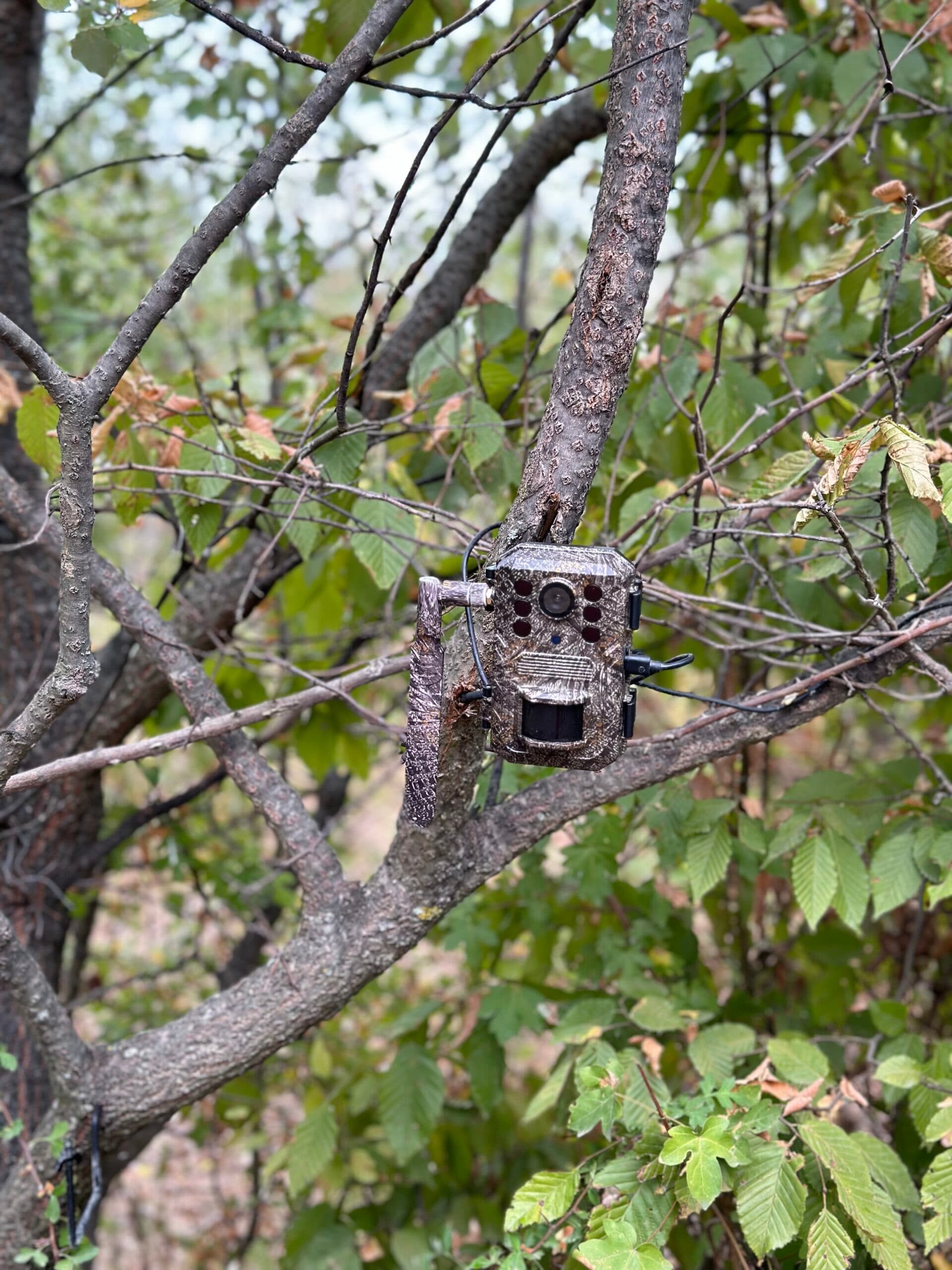 Camera monitorizare ForestCamLive F6 cu panou solar — 5